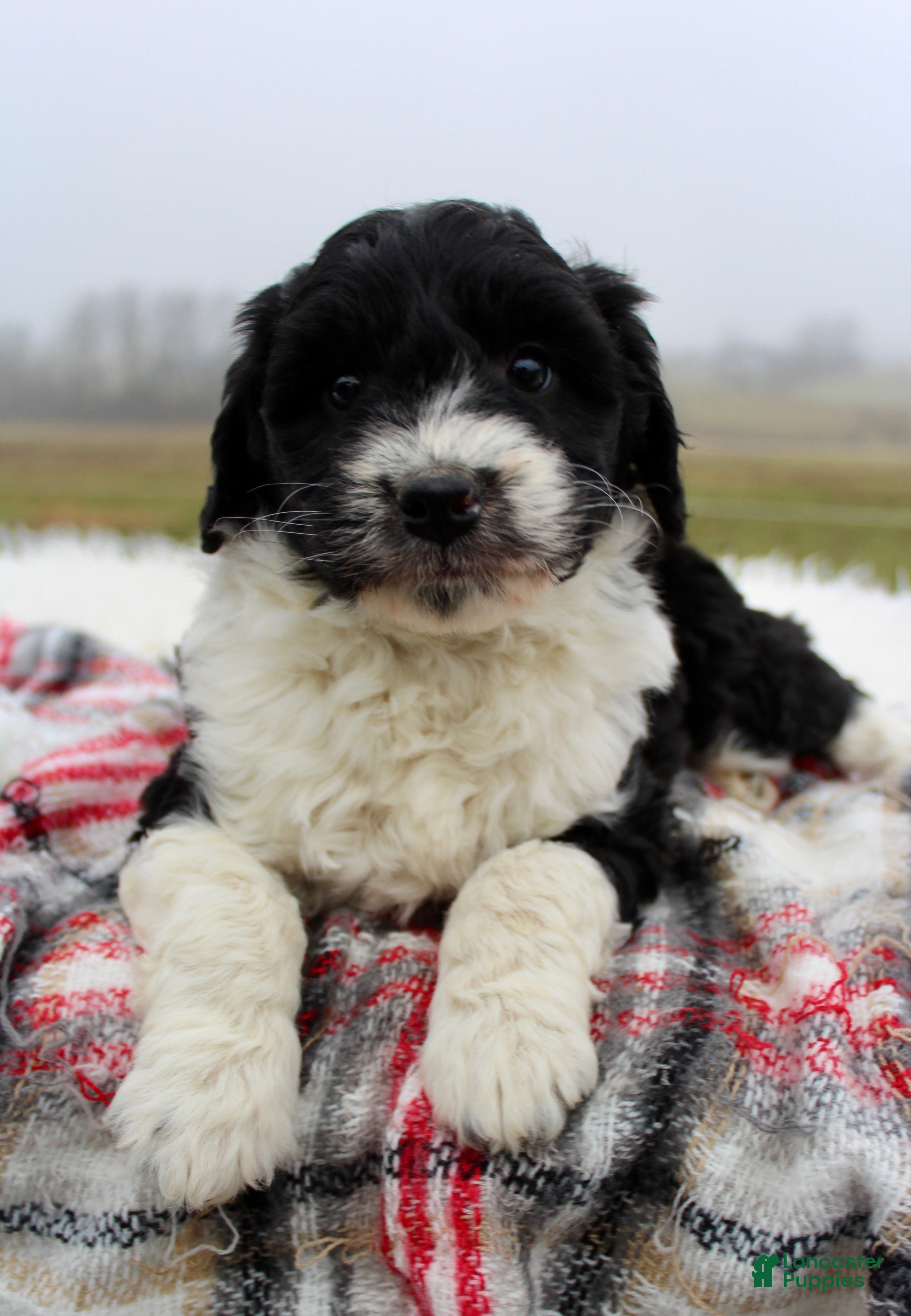 Mini Aussiedoodle dogs Mini Aussiedoodle Puppy 1 - Ad 8