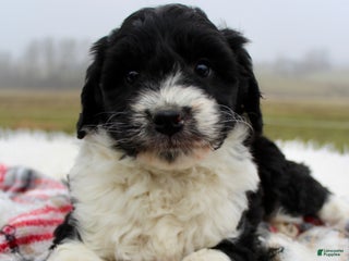 Mini Aussiedoodle dogs Mini Aussiedoodle Puppy 1 - Ad 8