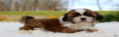 Shih Tzu Puppy 1