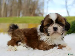 Shih Tzu dogs Shih Tzu Puppy 1 - Ad 35