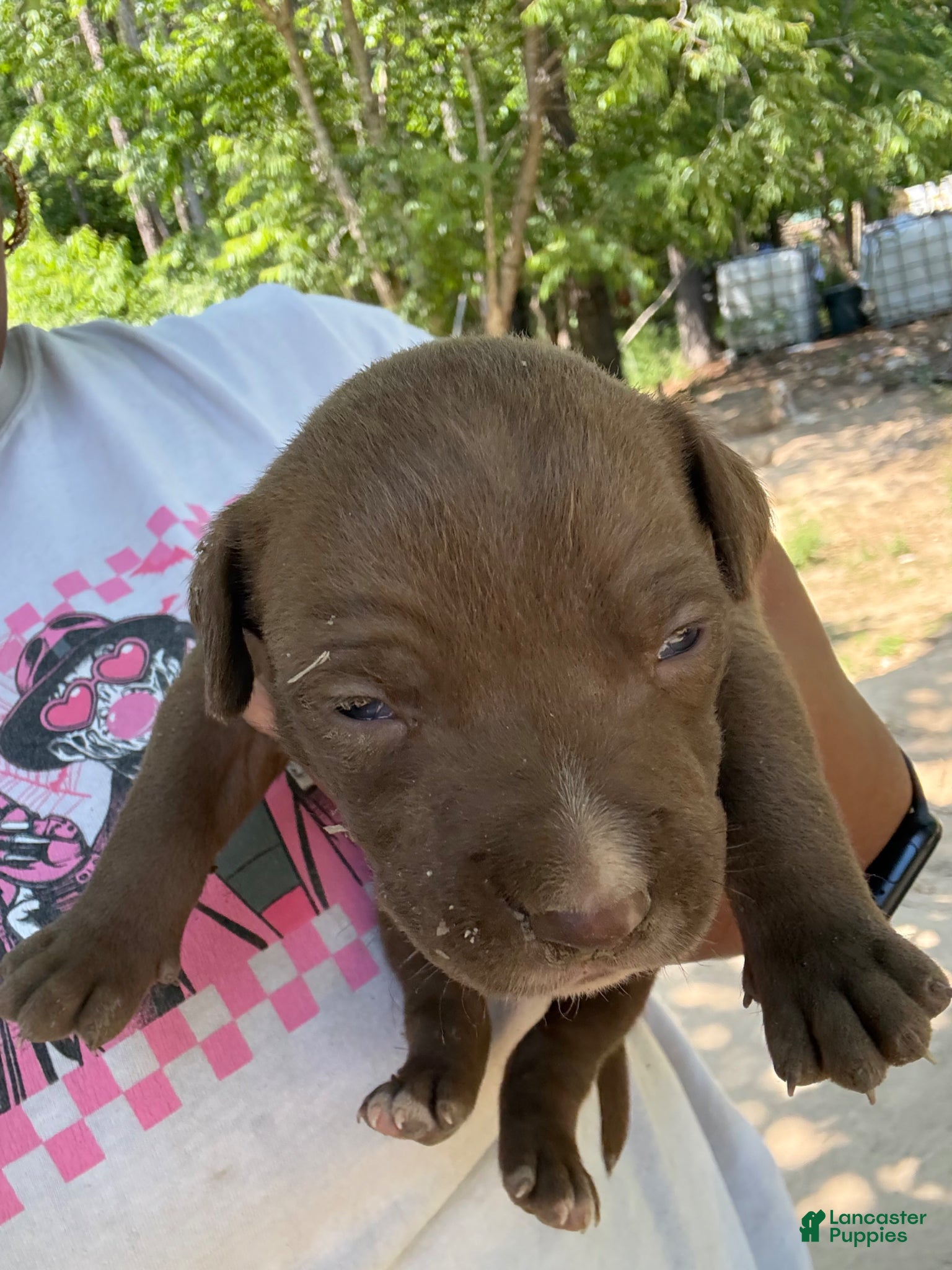 American Pit Bull Terrier dogs American Pit Bull Terrier Puppy 3 - Ad 9