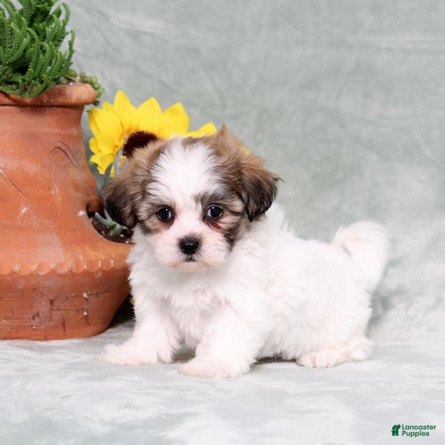Teddy Bear dogs Ulyssa - Ad 1