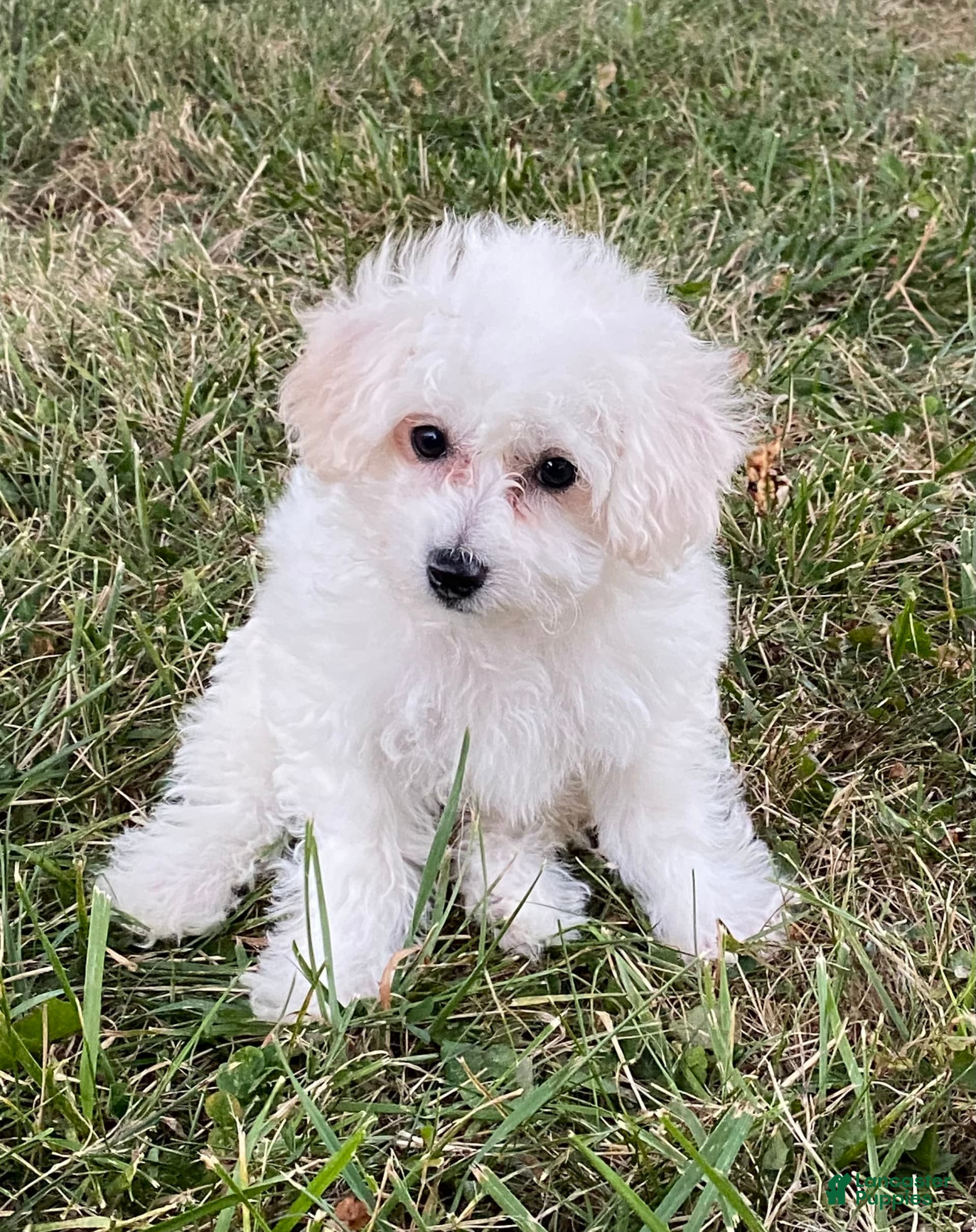 Bichon Frise dogs Buddy - Ad 19