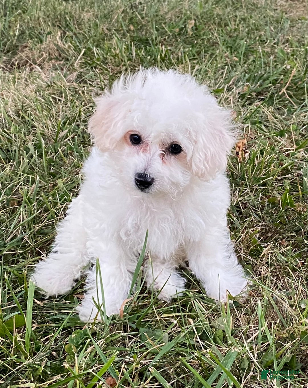 Bichon Frise dogs for sale: Buddy - Ad 1