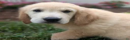 Golden Retriever dogs for sale: Cotton Candy - Ad 5