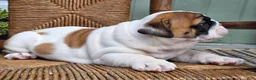 English Bulldog dogs for sale: Bowie - Ad 4