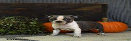 Boston Terrier dogs for sale: Kylie - Ad 7