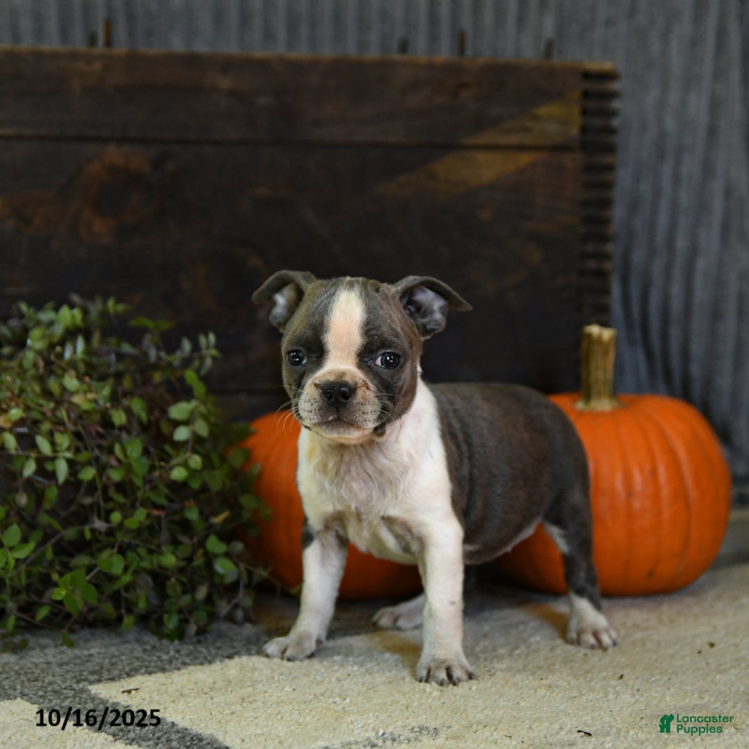 Boston Terrier dogs for sale: Kylie - Ad 7