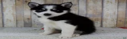 Pomsky dogs for sale: Bonnie - Ad 3