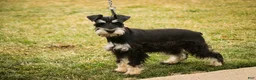 Miniature Schnauzer dogs for sale: Marina - Ad 3