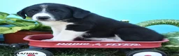 Mixed Breed dogs for sale: Rowdy - Ad 3