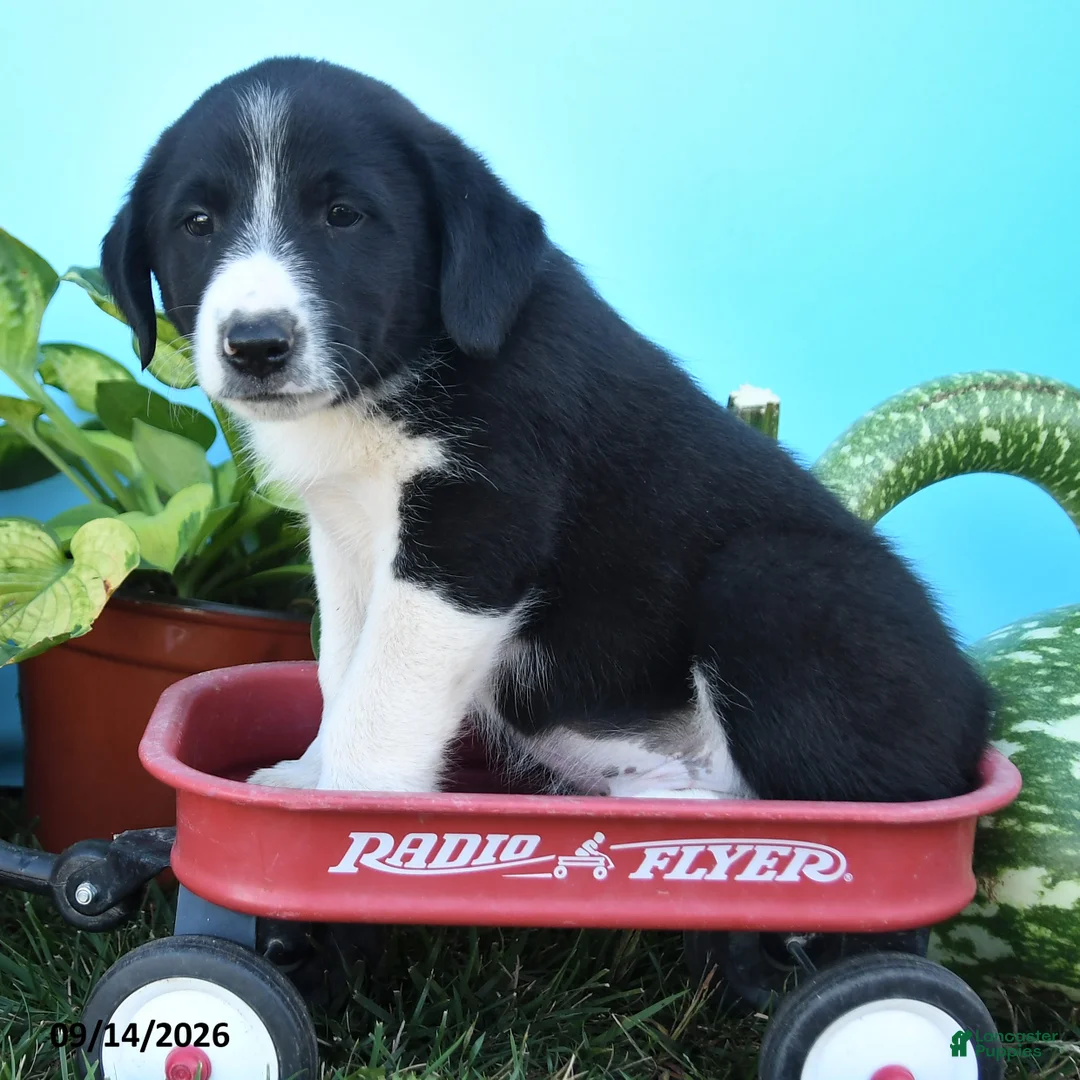 Mixed Breed dogs for sale: Rowdy - Ad 3