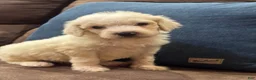 Standard Poodle dogs for sale: Opal - Ad 5