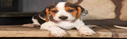 Beagle dogs for sale: Dillard🐾 - Ad 6