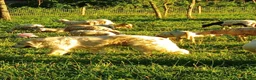 Great Pyrenees dogs for sale: Great Pyrenees 1 - Ad 4
