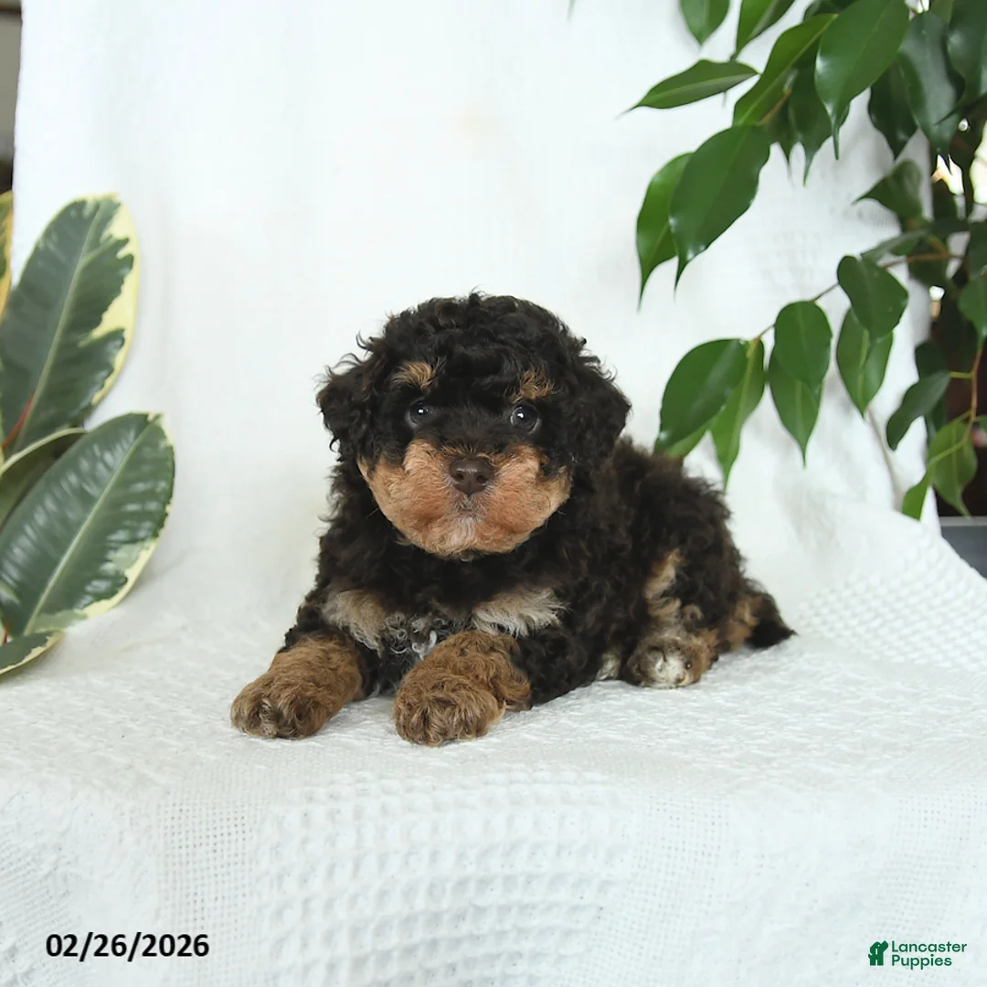 Miniature Poodle dogs for sale: Stella - Ad 3