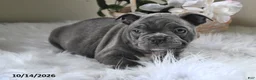 Frenchton dogs for sale: Benny - Ad 3