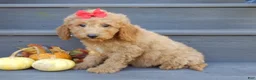 Mini Goldendoodle dogs for sale: Zara - Ad 5