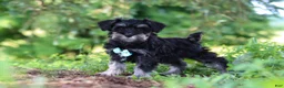 Miniature Schnauzer dogs for sale: Hunter - Ad 3