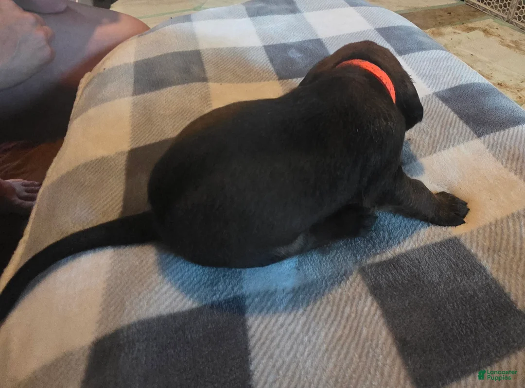 Other breed dogs for sale: Bavarian Mountain Scent Hound Orange Male Puppy - Ad 2