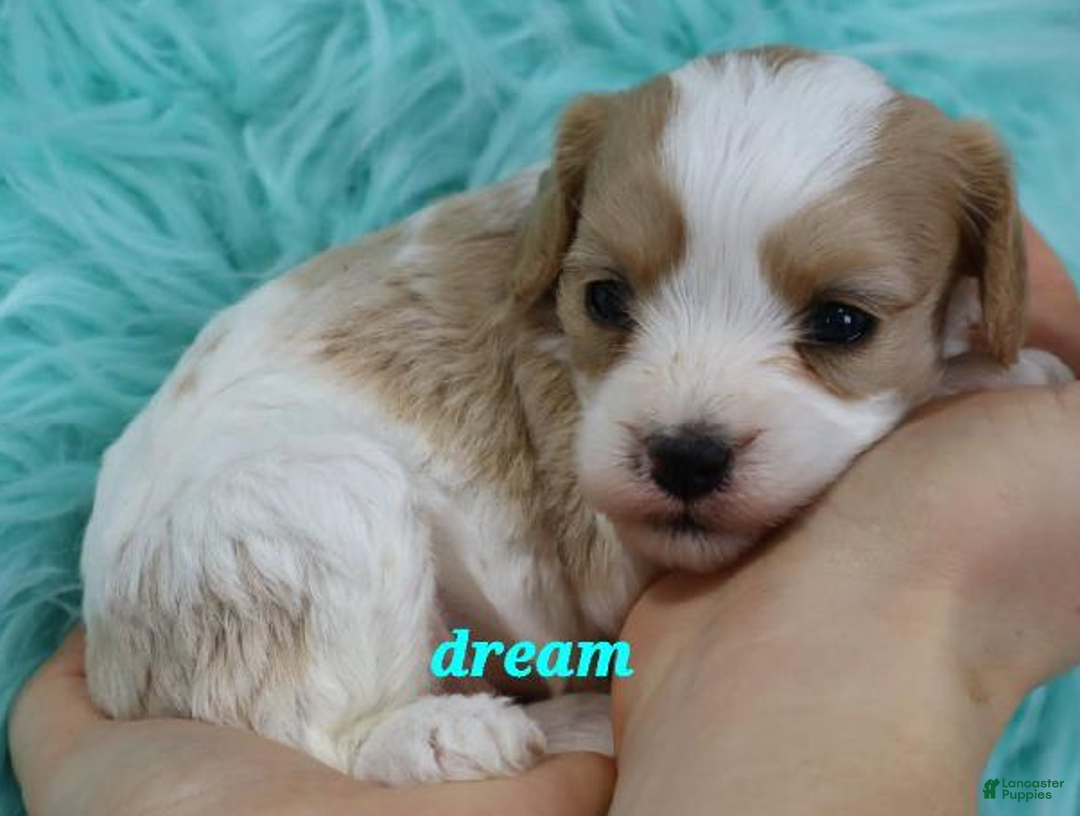 Cavapoo dogs for sale: Laramie - Ad 4