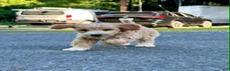Mini Aussiedoodle dogs for sale: Mini Aussiedoodle 6 Val - Ad 2