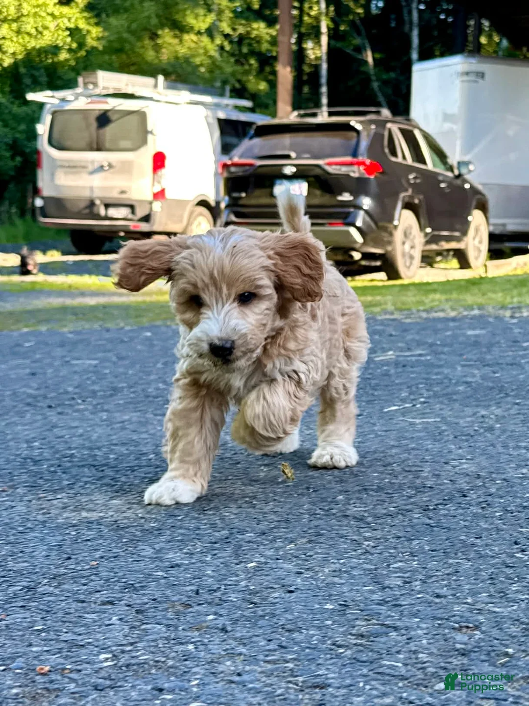 Mini Aussiedoodle dogs for sale: Mini Aussiedoodle 6 Val - Ad 2