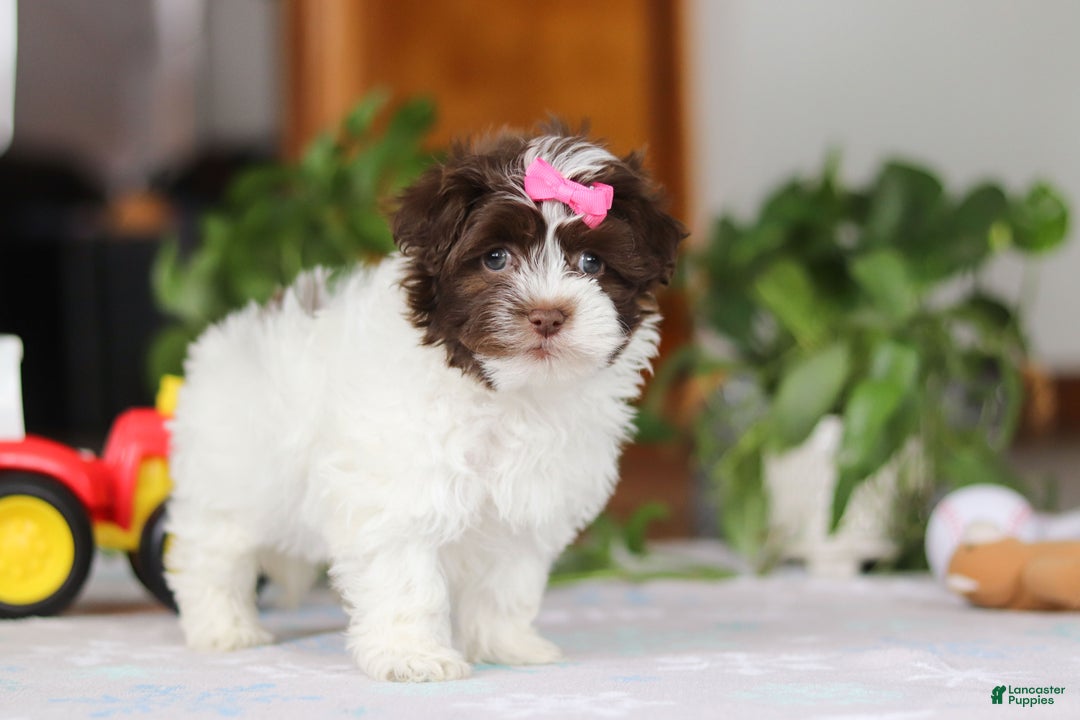 Havanese dogs for sale: Violet - Ad 3