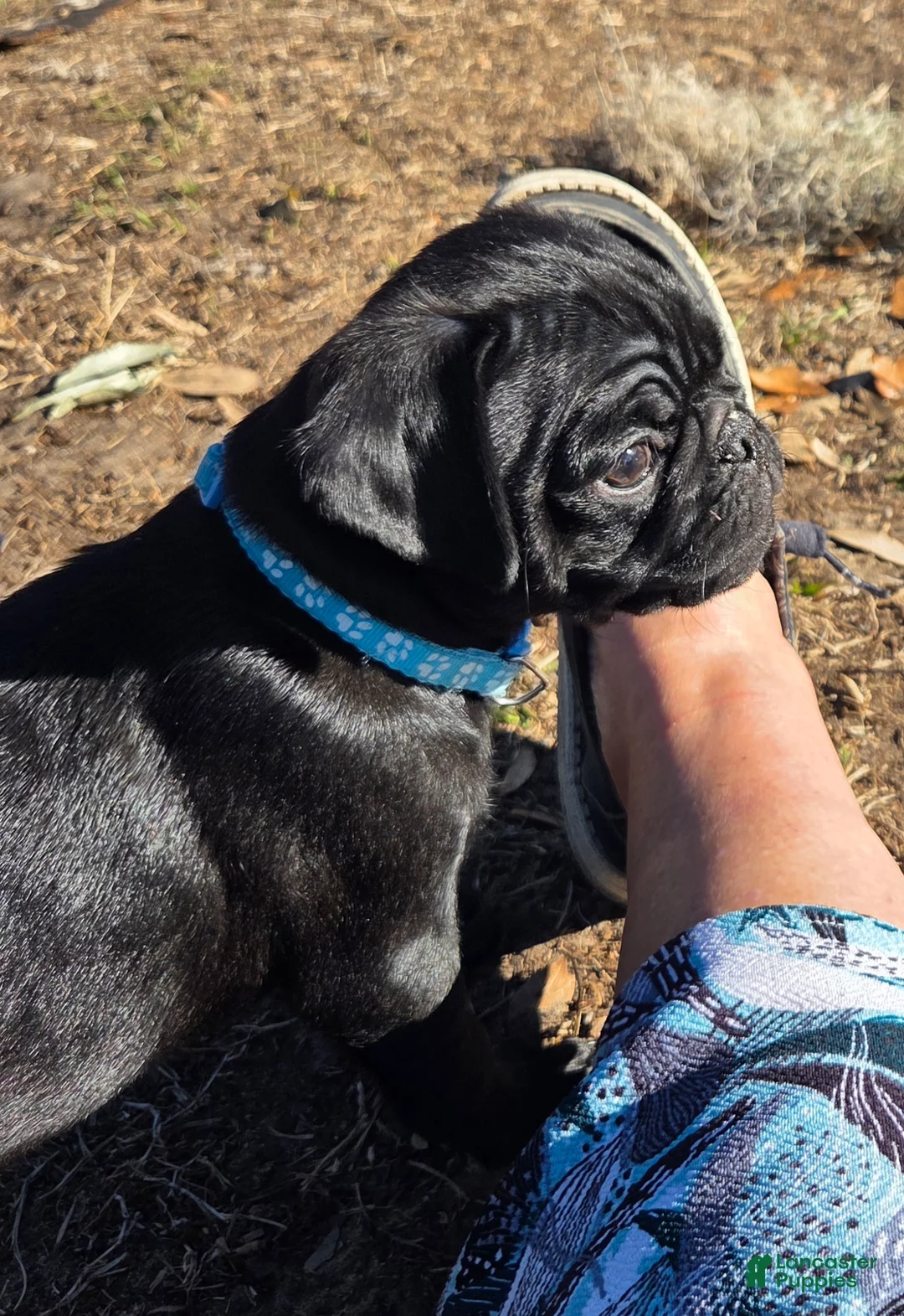 Pug dogs for sale: Archie  - Ad 2