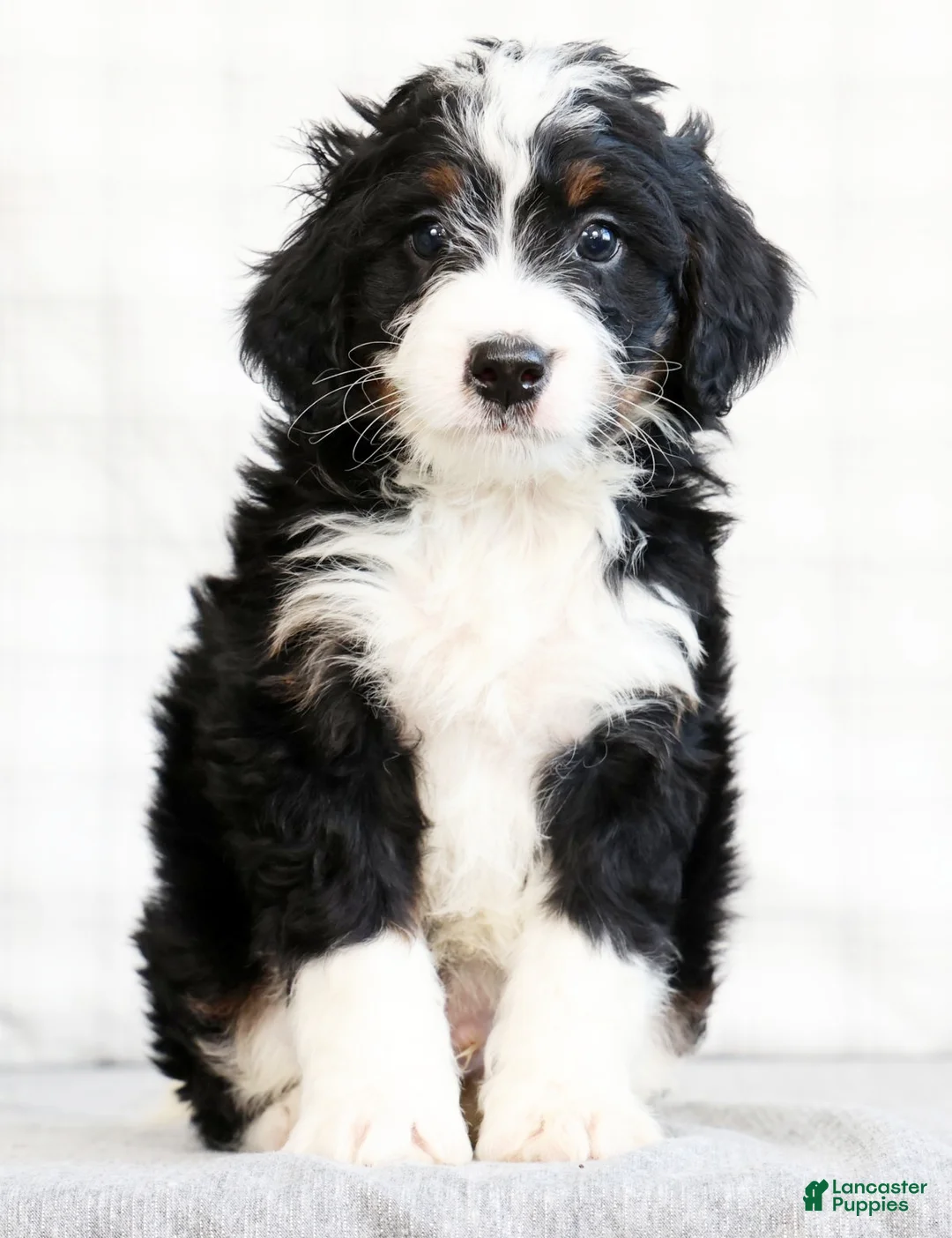 Mini Bernedoodle dogs for sale: Jaxson - Ad 2