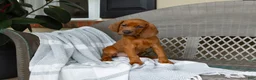 Redbone Coonhound dogs for sale: Belle - Ad 1