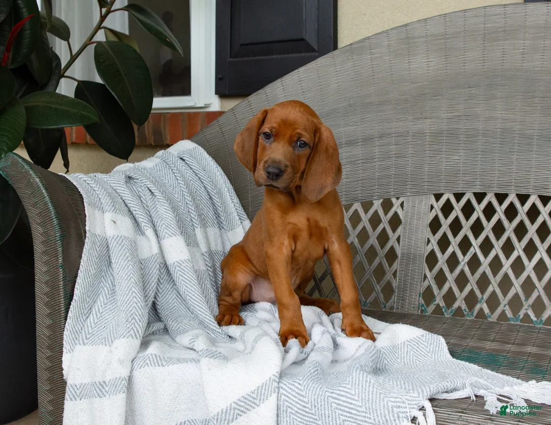 Redbone Coonhound dogs for sale: Belle - Ad 1