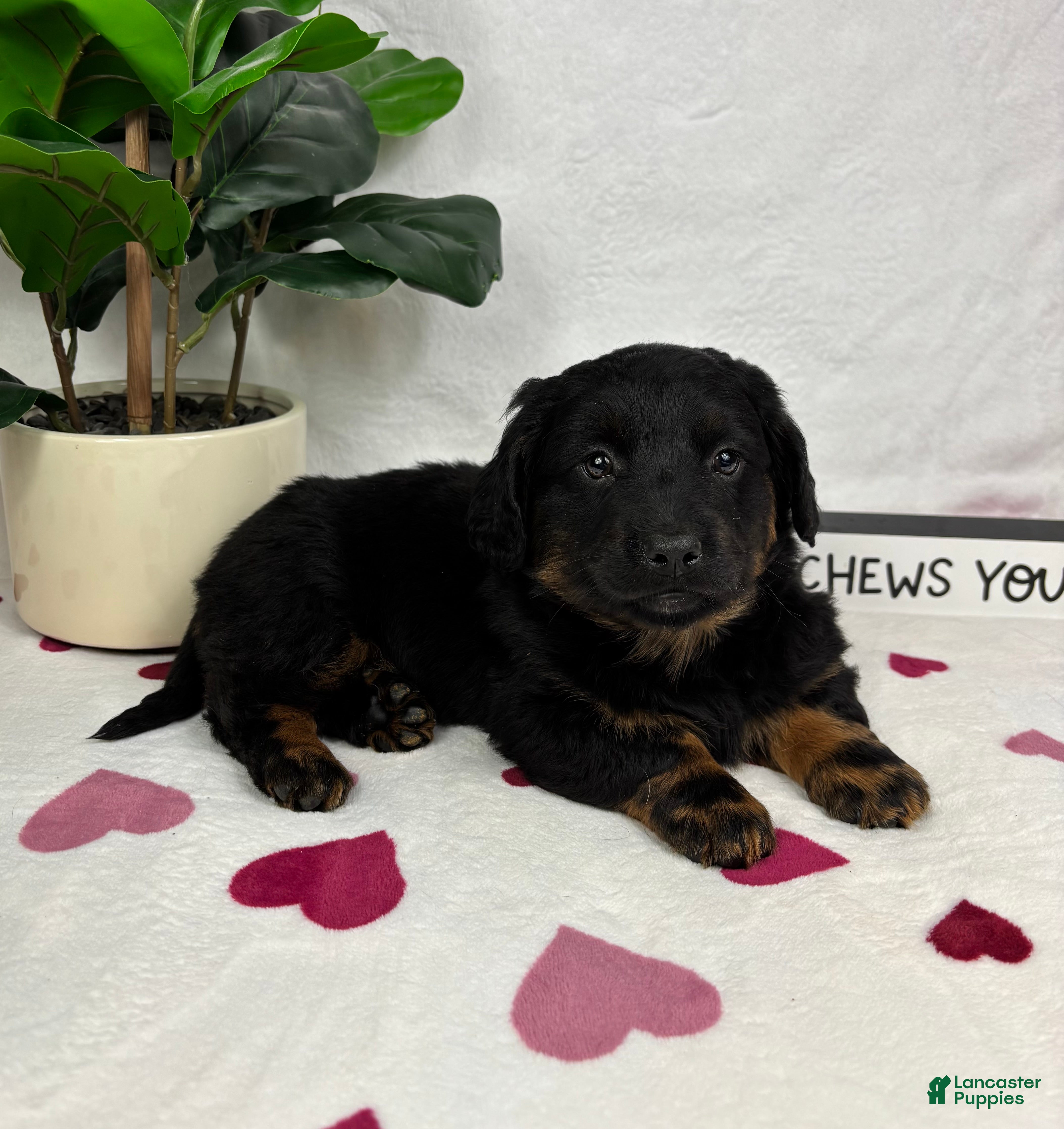 Mixed Breed dogs Dakota - Ad 22