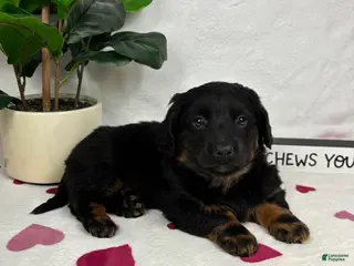 Mixed Breed dogs Dakota - Ad 22