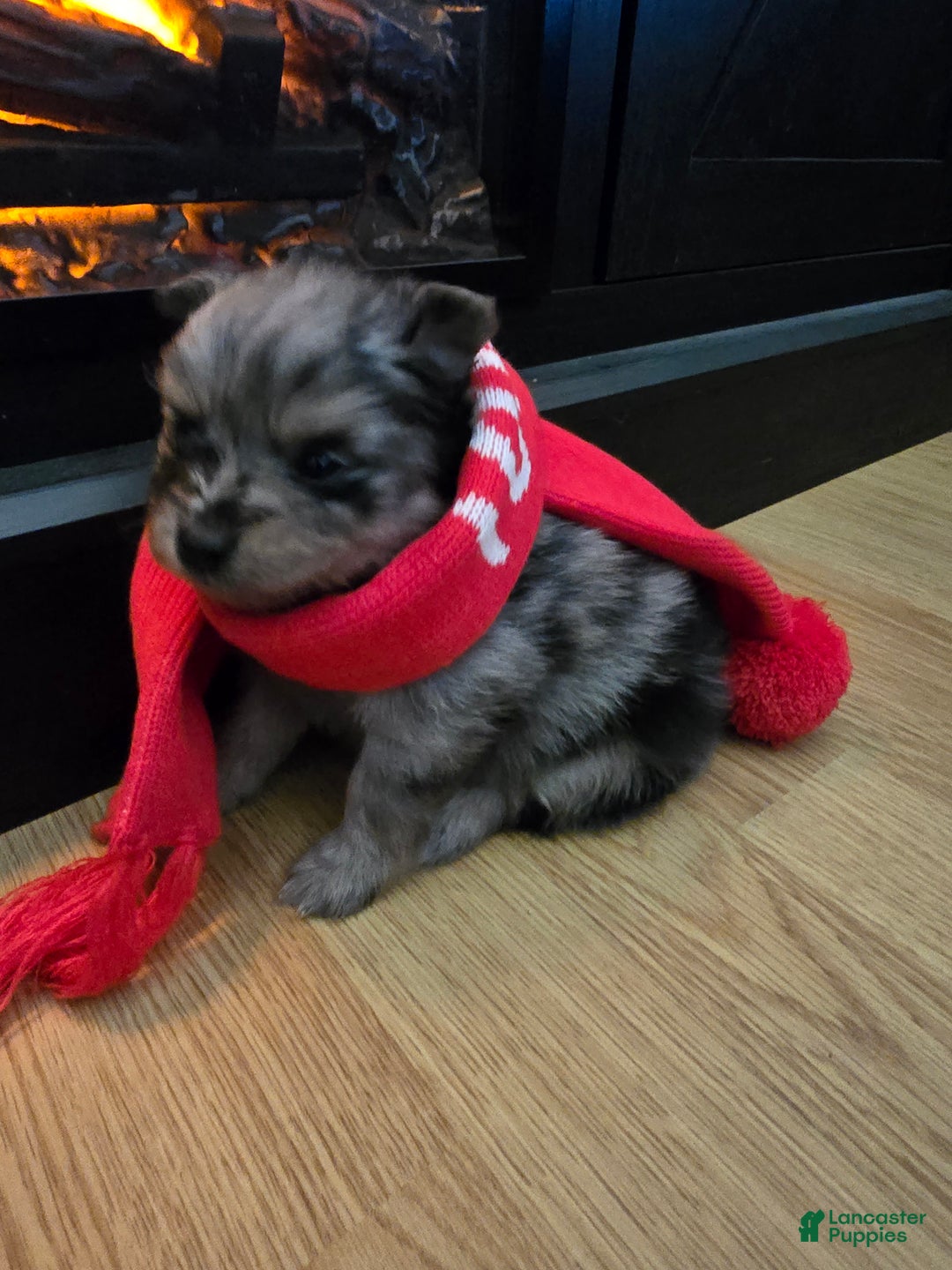 Pomeranian dogs for sale: Pomeranian Puppy 2 - Ad 3