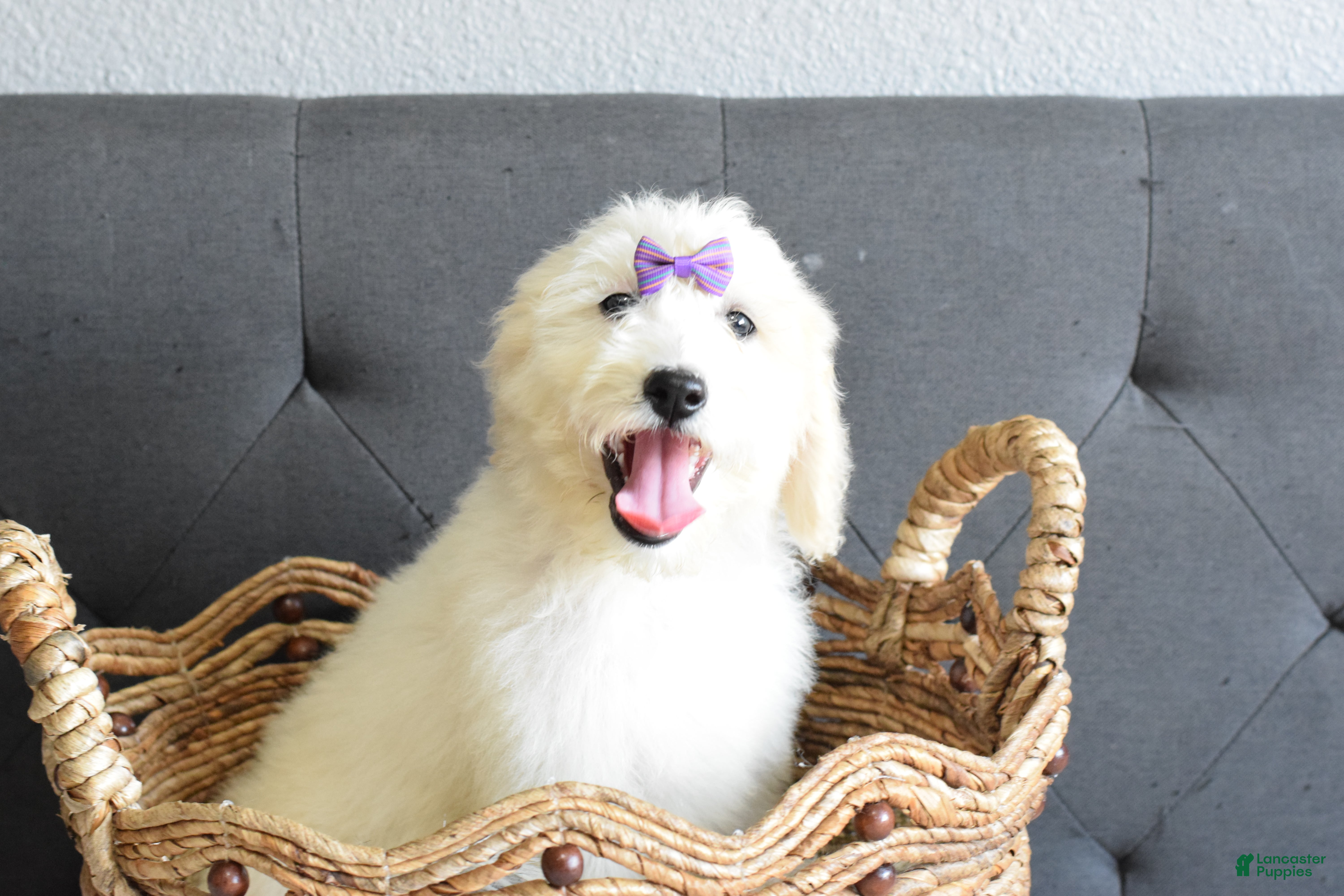 Goldendoodle dogs Goldendoodle Puppy 4 - Ad 1