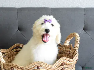 Goldendoodle dogs for sale: Goldendoodle Puppy 4 - Ad 4
