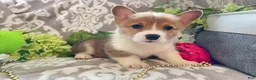 Welsh Corgi Pembroke dogs for sale: Mason - Ad 6