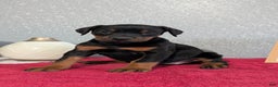 Doberman Pinscher dogs for sale: Lucy  - Ad 11