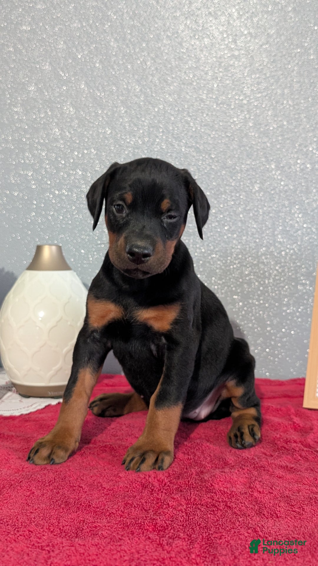 Doberman Pinscher dogs for sale: Lucy  - Ad 11