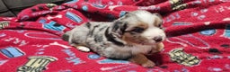 Miniature Australian Shepherd dogs for sale: Sprinkle  - Ad 3