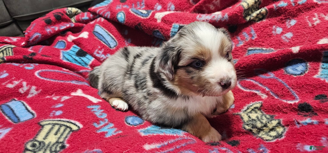 Miniature Australian Shepherd dogs for sale: Sprinkle  - Ad 3
