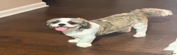 Shih Tzu dogs for sale: Yuno - Ad 7
