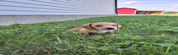 Dachshund dogs for sale: Travis - Ad 5