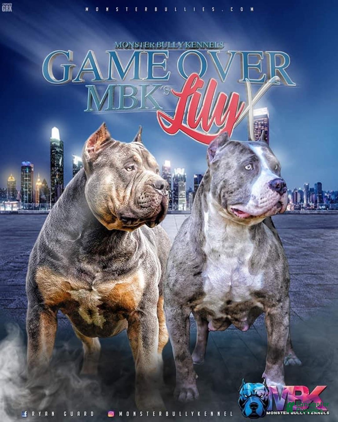 American Bully dogs for sale: Louis - Ad 17