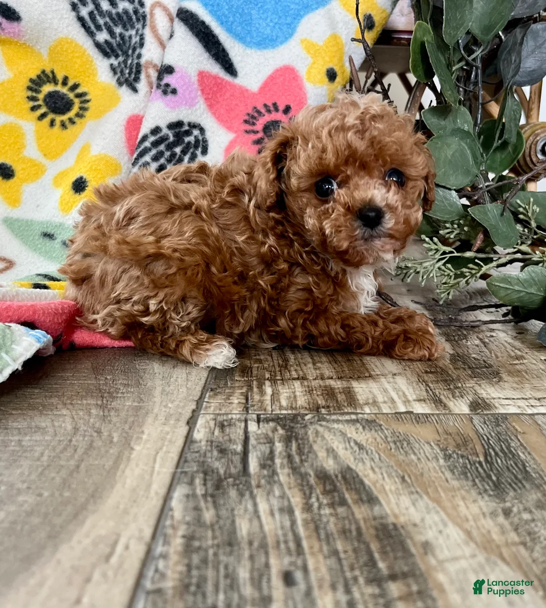 Toy Poodle dogs for sale: Precious rosebud ❤️ mom and dad weigh 4 pounds ❤️ crate/potty train ❤️ 717-344-8460 - Ad 1