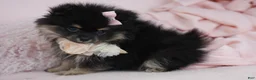 Pomeranian dogs for sale: Pomeranian 2 - Ad 4