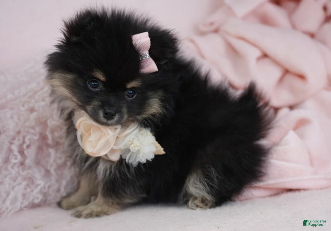 Pomeranian dogs for sale: Pomeranian 2 - Ad 4