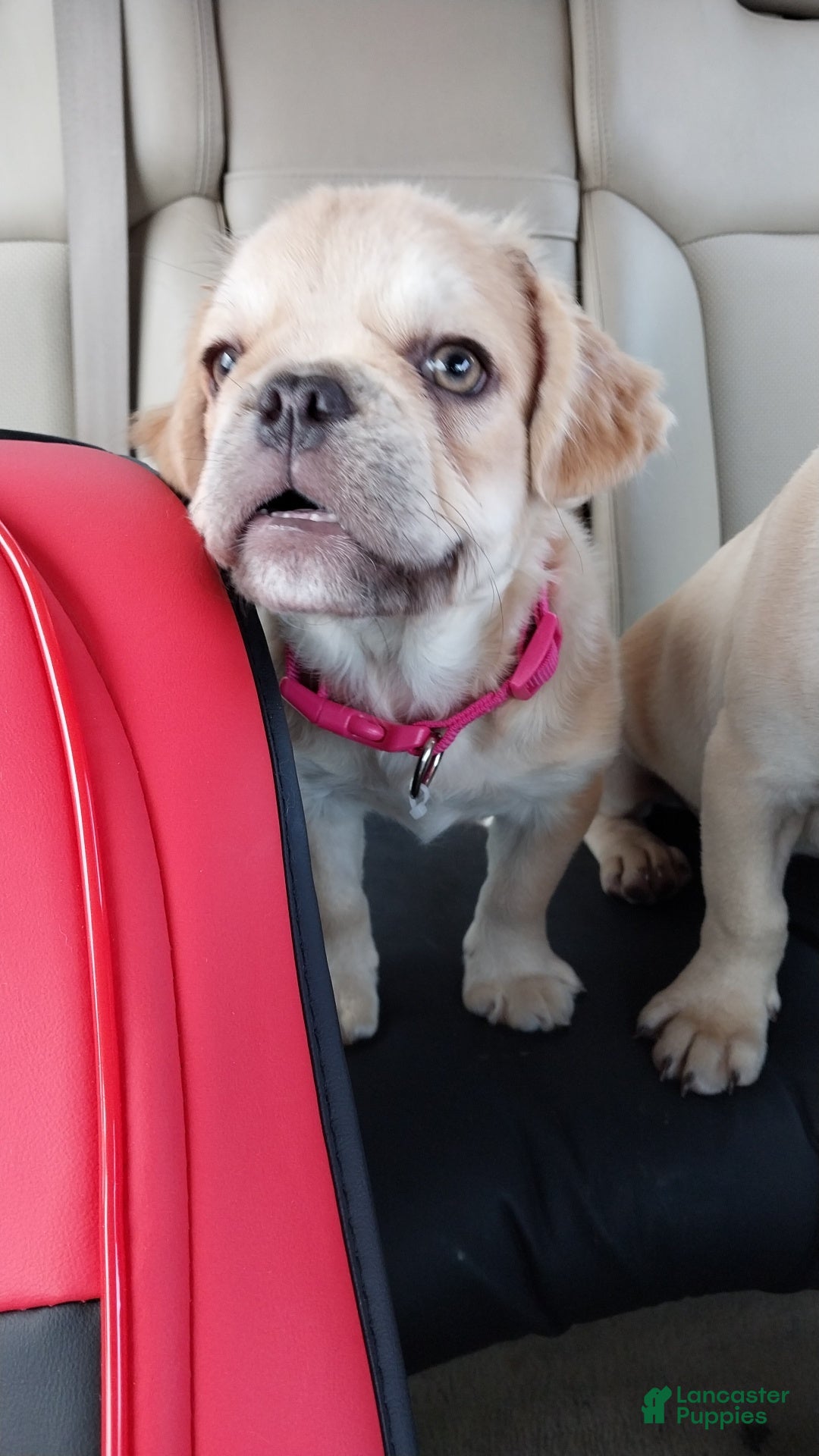 French Bulldog dogs for sale: French Bulldog Puppy 1 - Ad 3