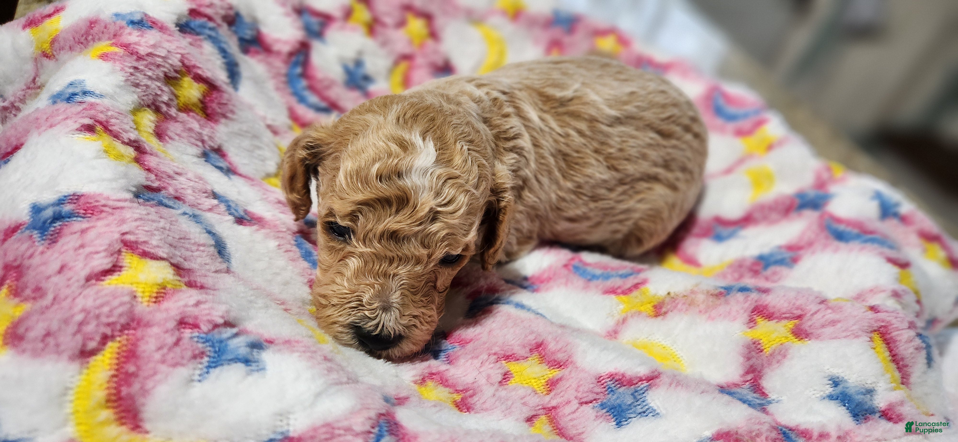 Mini Goldendoodle dogs Mini Goldendoodle Puppy 4 - Ad 2